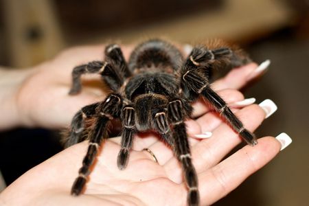 Павук птахоїд Ласіодора парахібана