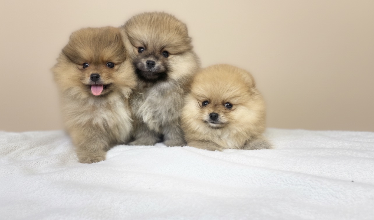 Померанський шпіц