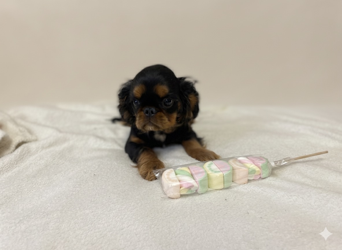 Кінг Чарльз хлопчики КСУ