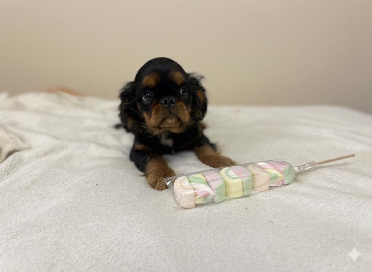 Кінг Чарльз хлопчики КСУ