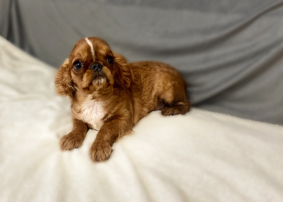 Кінг Чарльз хлопчики КСУ