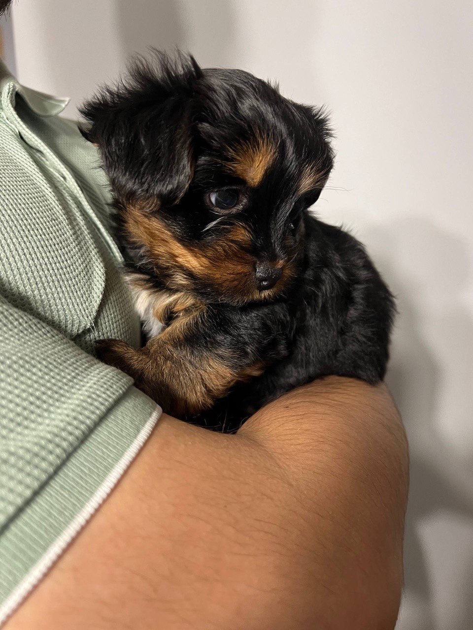Цуценя йоркширського тер’єра — дівчинка, 2 місяці