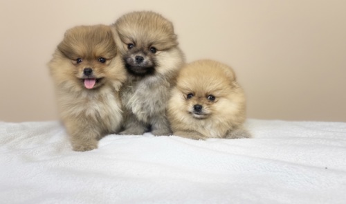 Померанський шпіц