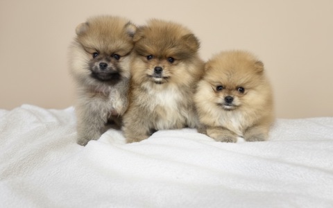 Померанський шпіц