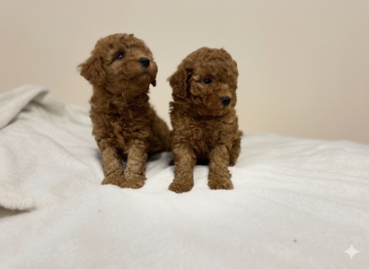 Дітки Той Пудель