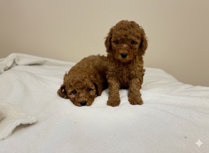 Дітки Той Пудель