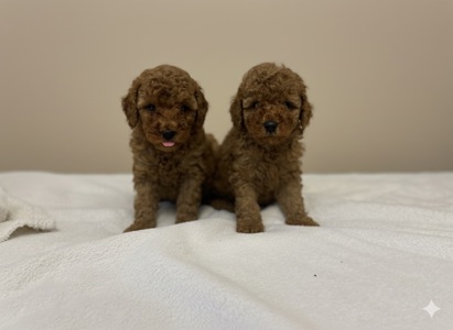 Дітки Той Пудель