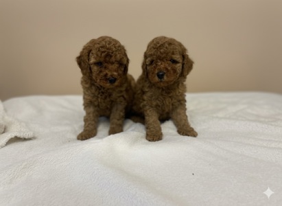 Дітки Той Пудель