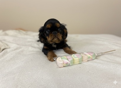 Кінг Чарльз хлопчики КСУ