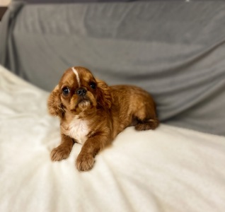 Кінг Чарльз хлопчики КСУ