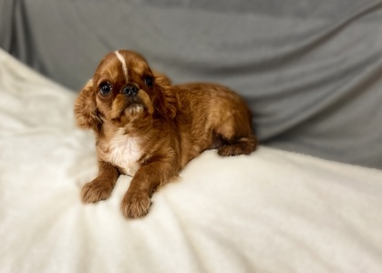 Кінг Чарльз хлопчики КСУ