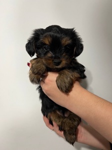 Цуценя йоркширського тер’єра — дівчинка, 2 місяці