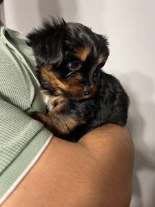 Цуценя йоркширського тер’єра — дівчинка, 2 місяці