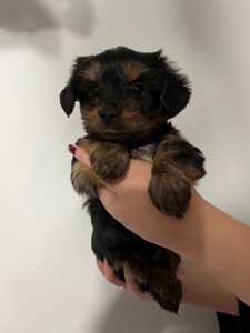 Цуценя йоркширського тер’єра — дівчинка, 2 місяці
