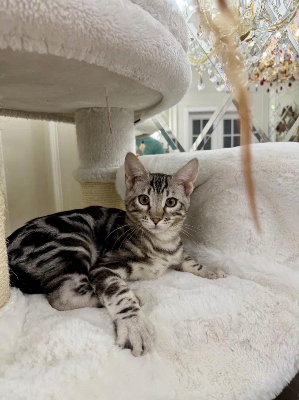 Бенгальский мальчик