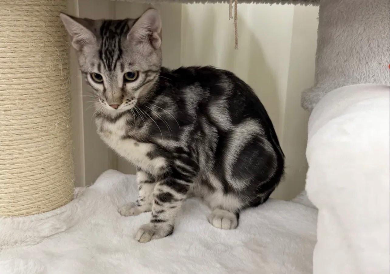 Бенгальский мальчик