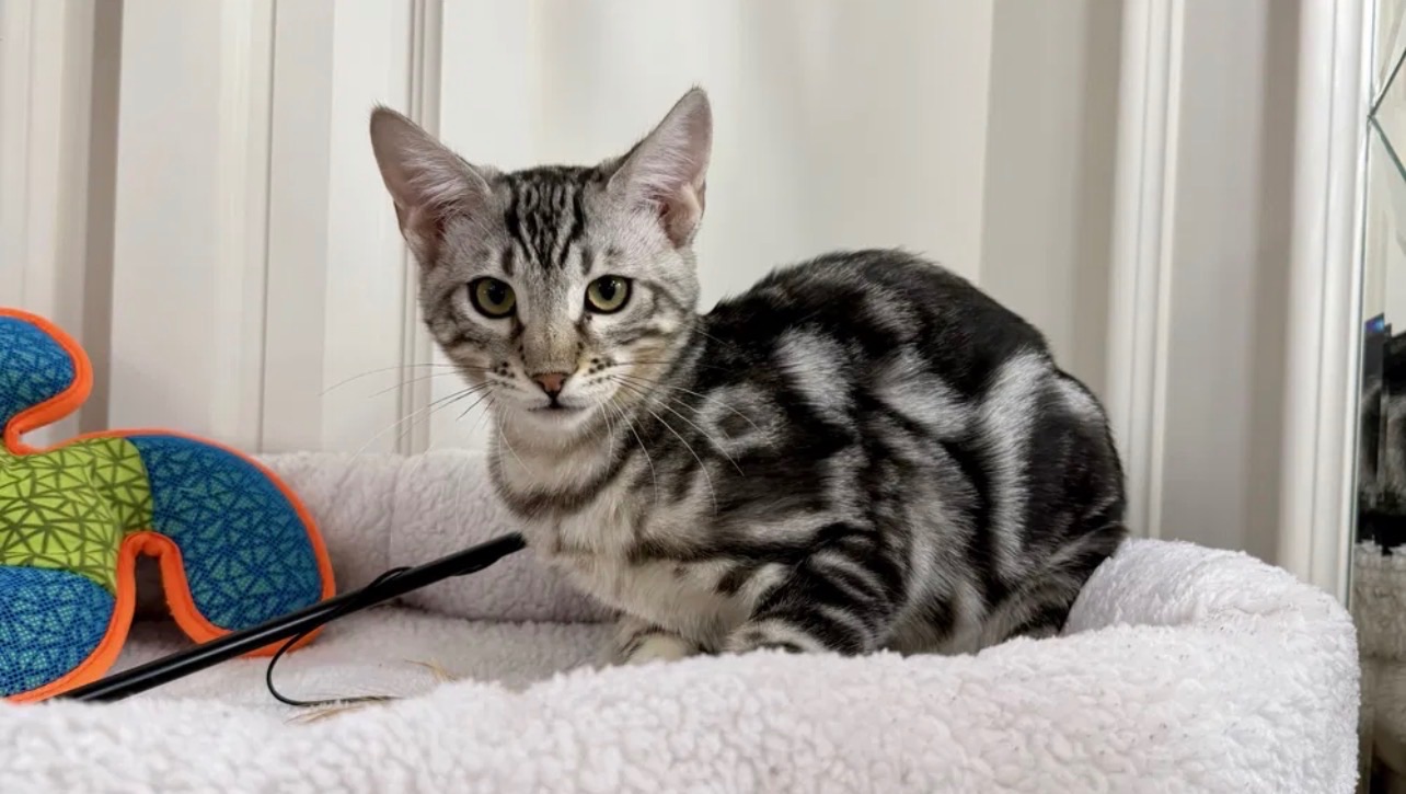 Бенгальский мальчик