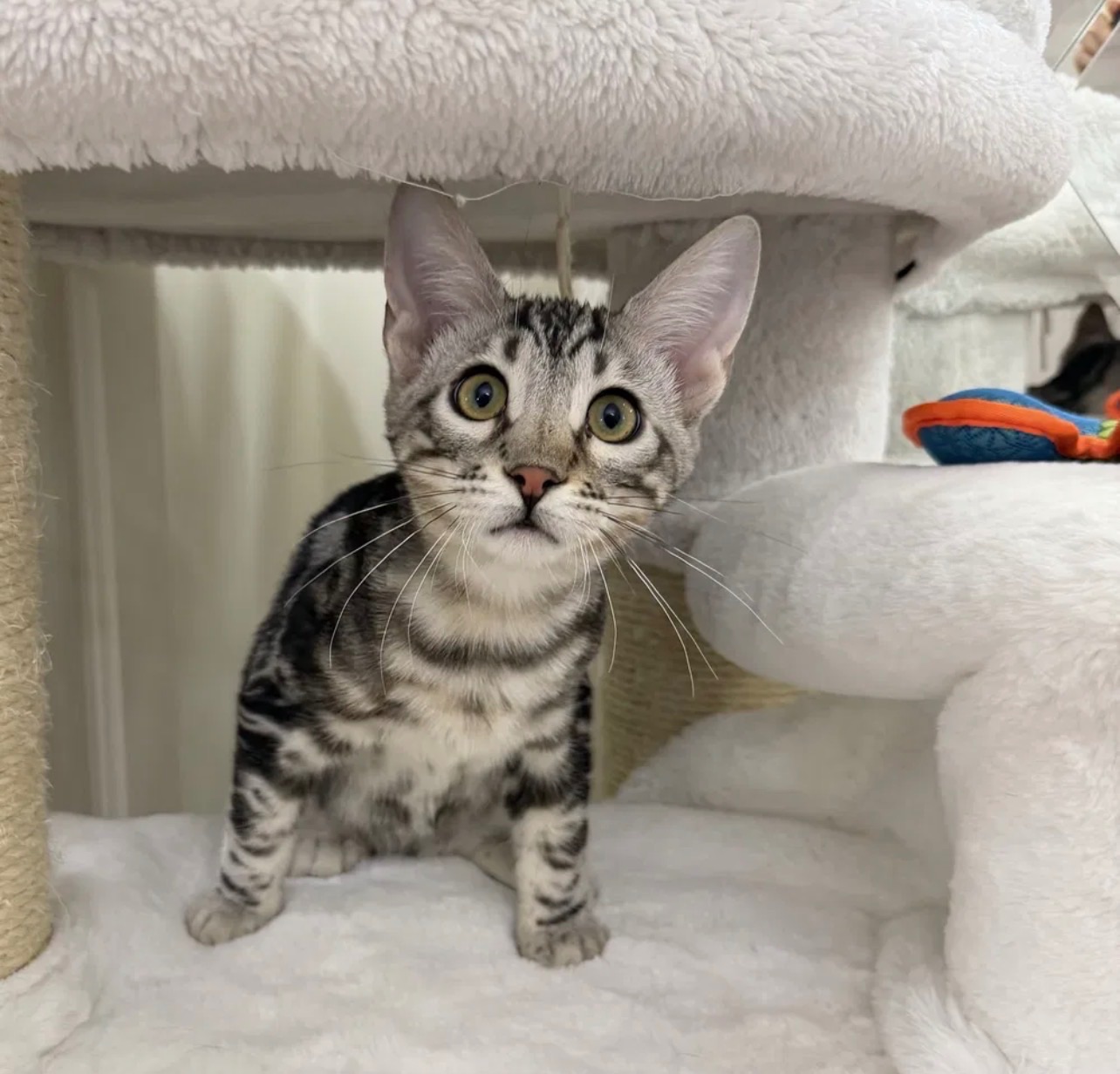 Бенгальский мальчик