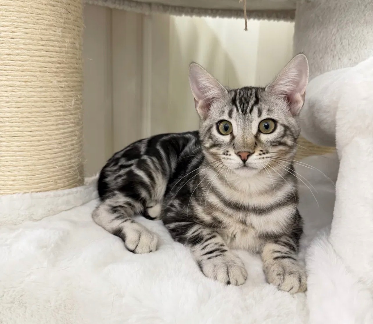 Бенгальский мальчик