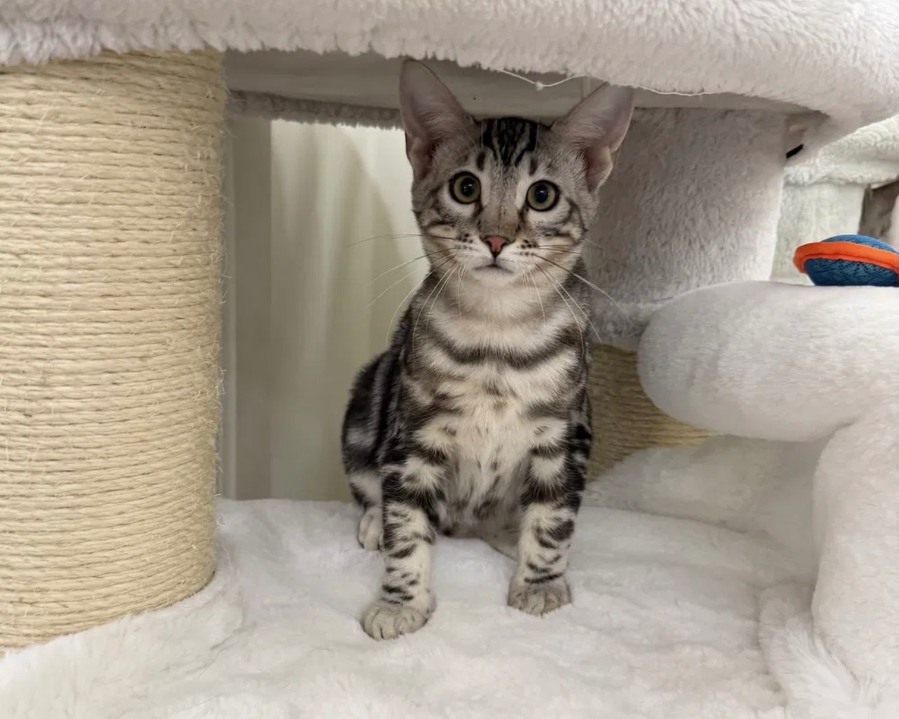 Бенгальский мальчик