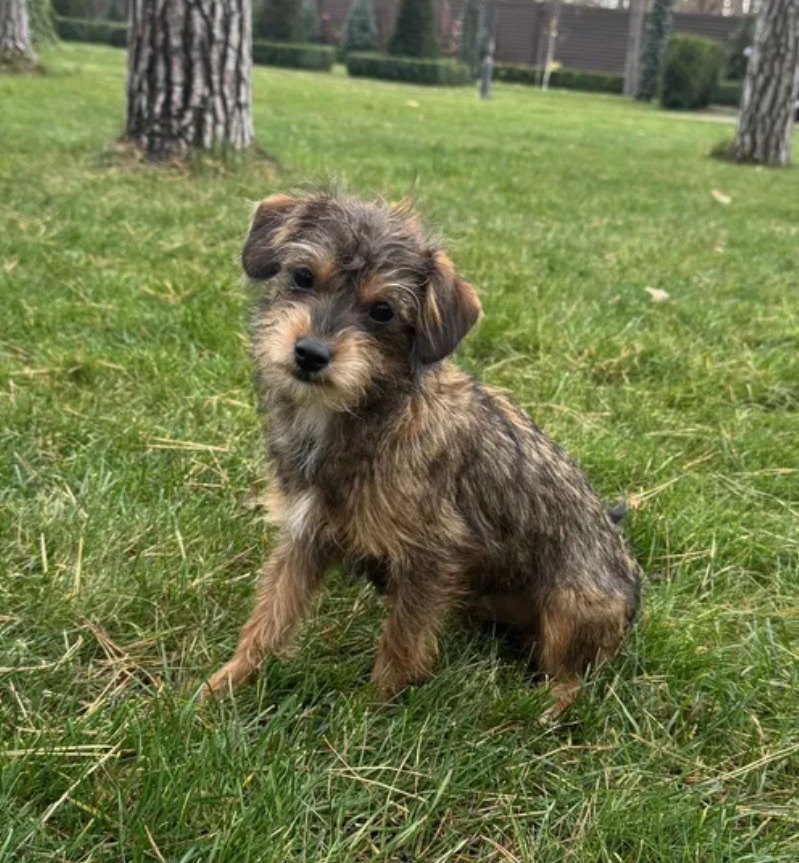 Мальтипу ф2 миниатюрная девочка