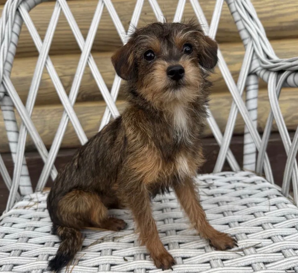 Мальтипу ф2 миниатюрная девочка