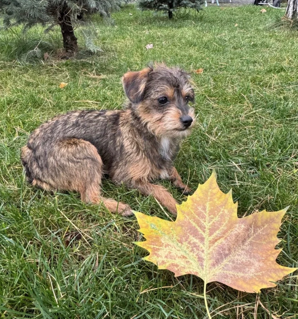 Мальтипу ф2 миниатюрная девочка