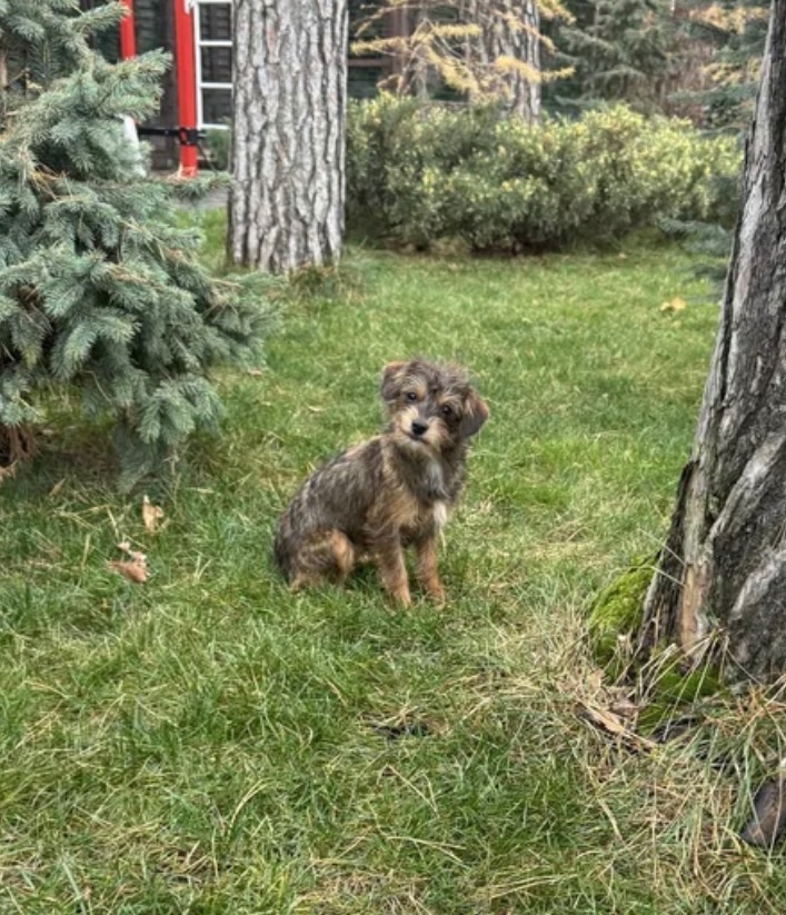 Мальтипу ф2 миниатюрная девочка