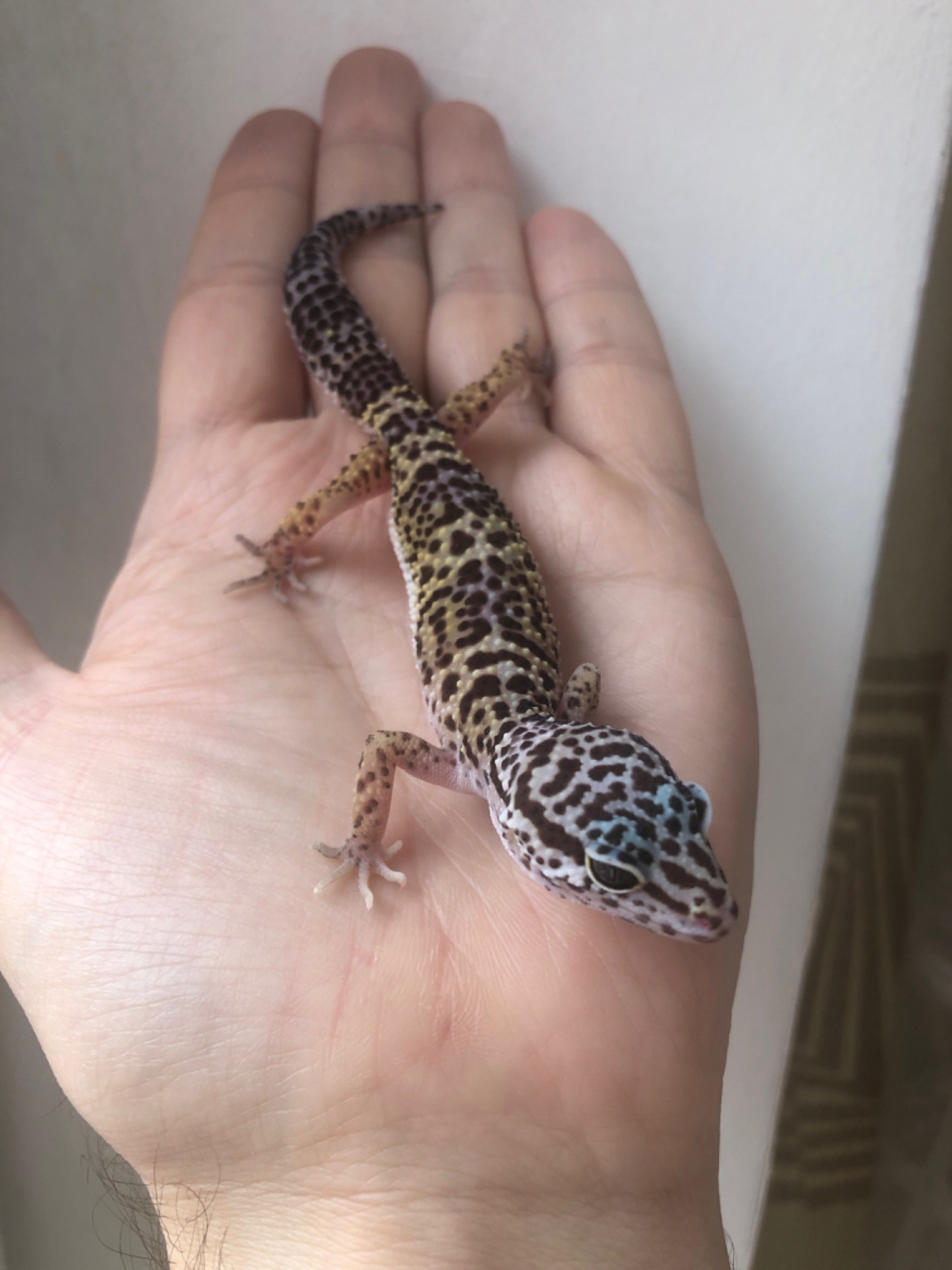 Леопардовий гекон