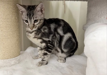 Бенгальский мальчик