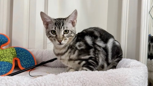 Бенгальский мальчик