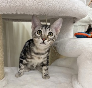 Бенгальский мальчик