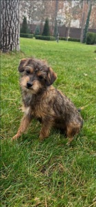 Мальтипу ф2 миниатюрная девочка