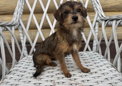 Мальтипу ф2 миниатюрная девочка