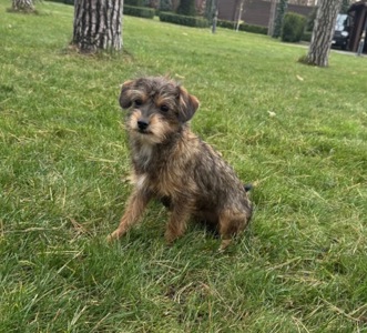 Мальтипу ф2 миниатюрная девочка