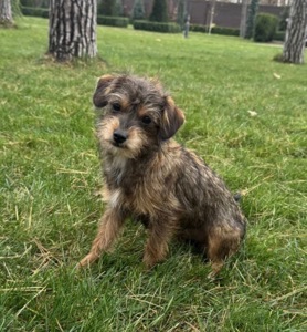 Мальтипу ф2 миниатюрная девочка