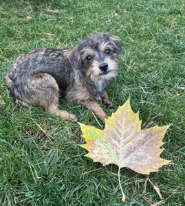 Мальтипу ф2 миниатюрная девочка