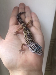 Леопардовий гекон