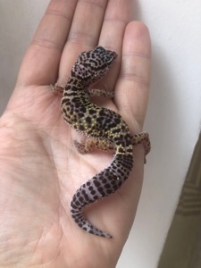 Леопардовий гекон