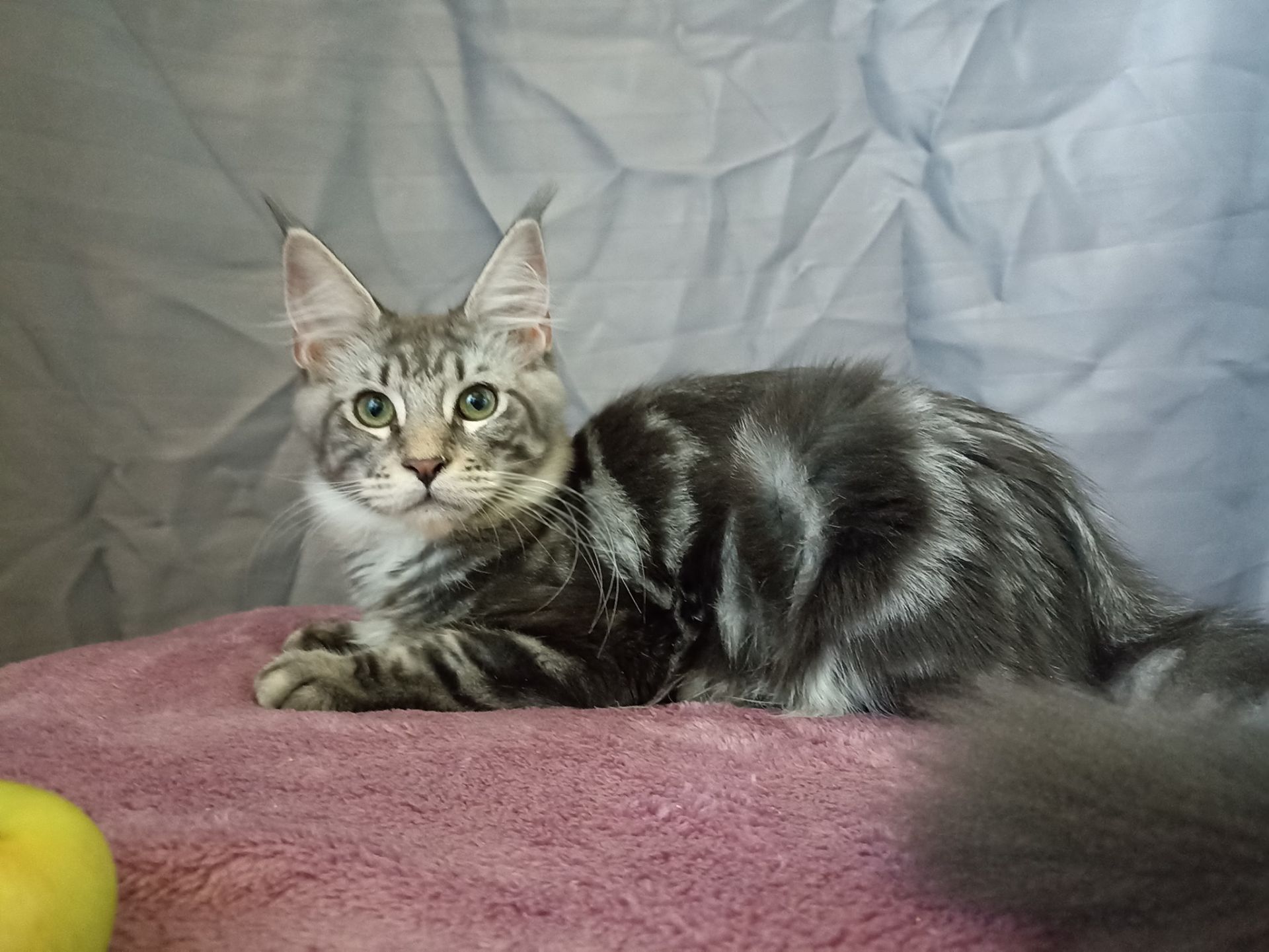 Котята Мейн Кун