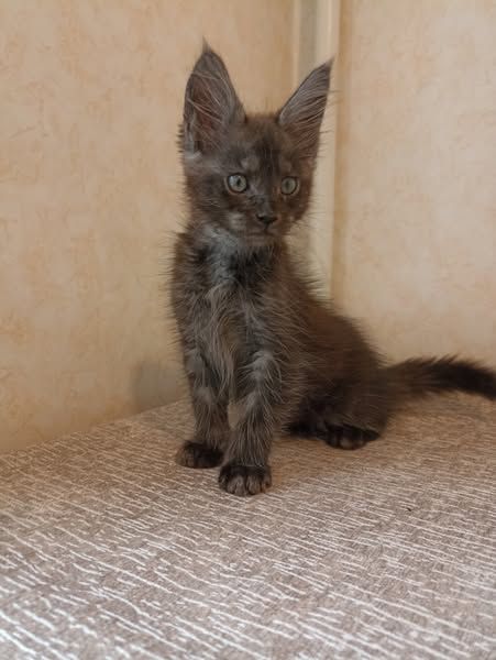 Мейн Кун мальчик котенок