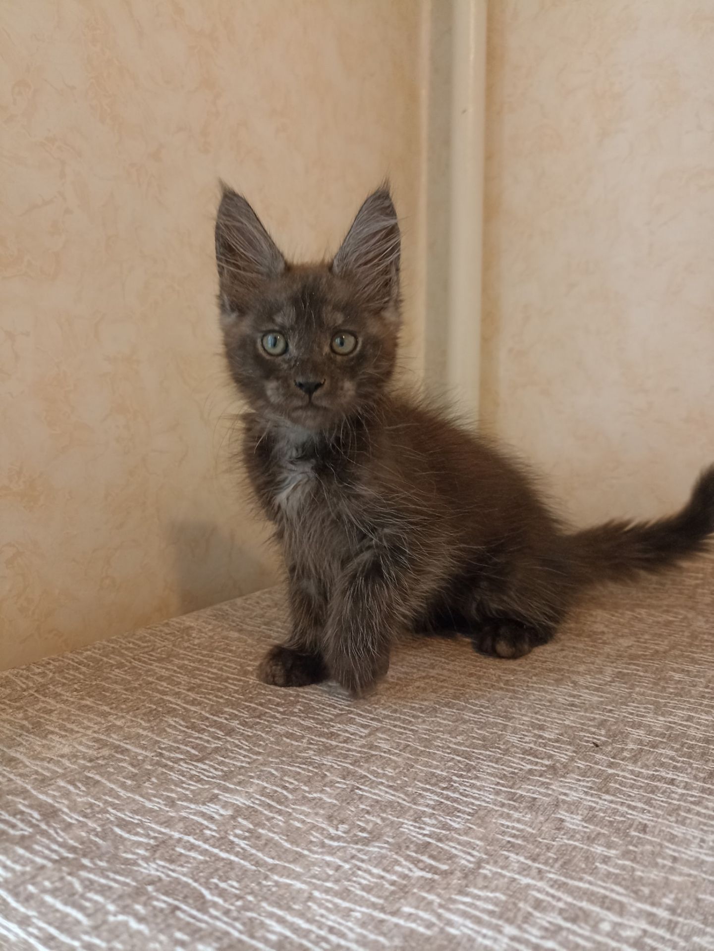 Мейн Кун мальчик котенок