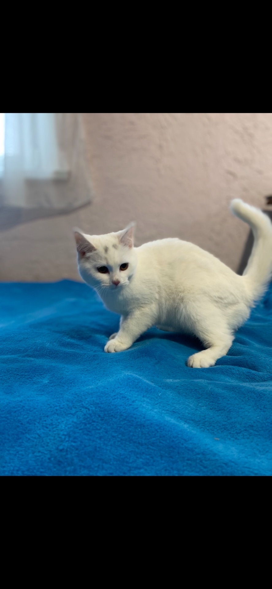 Котик Мілкі