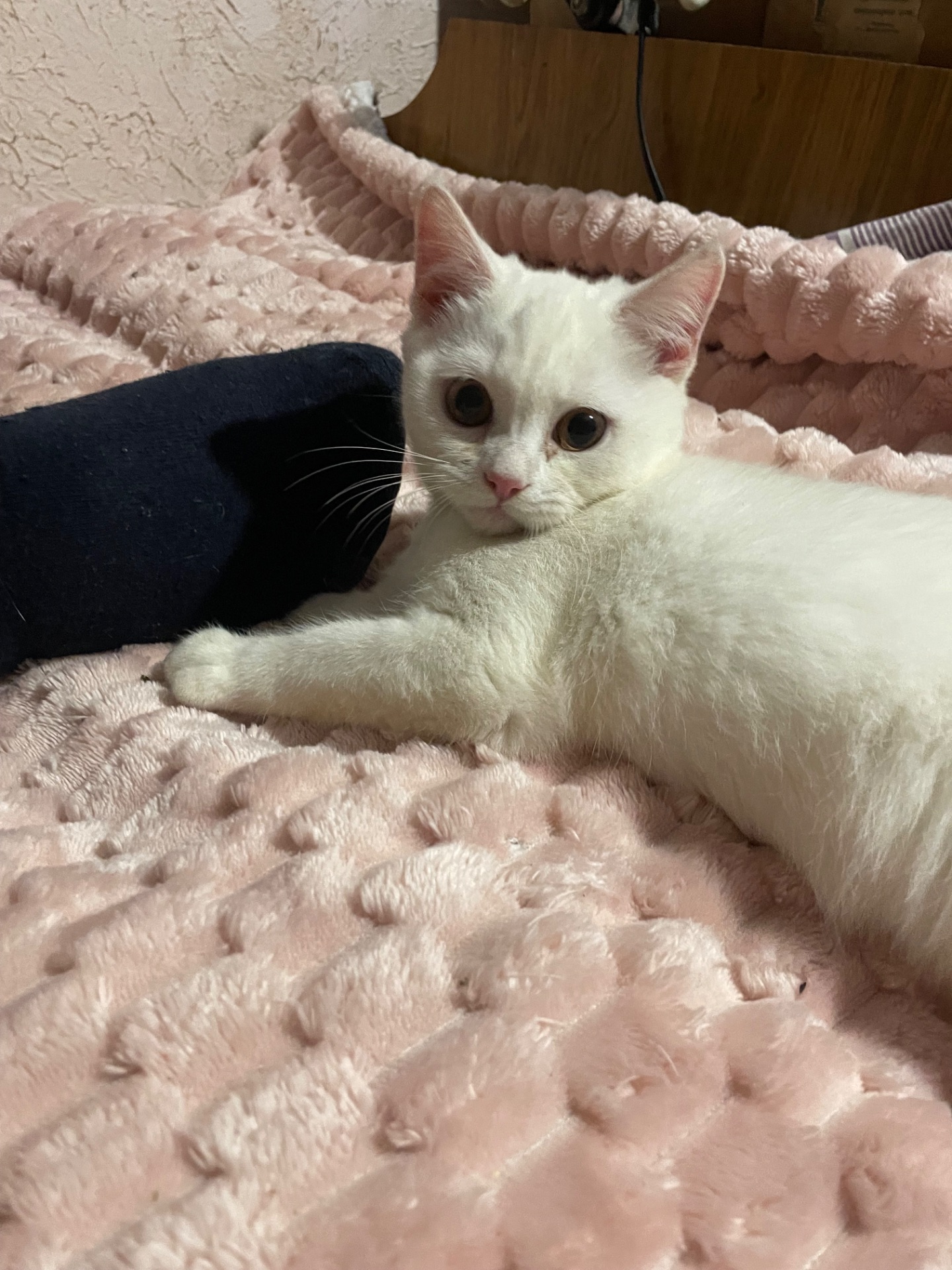 Котик Мілкі