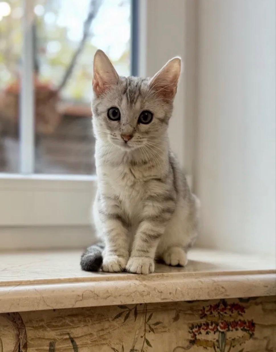 Бенгальская мама, мейн кун папа, белоснежная девочка