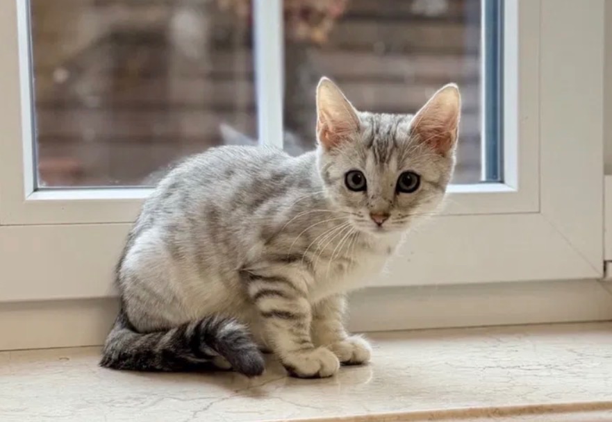 Бенгальская мама, мейн кун папа, белоснежная девочка