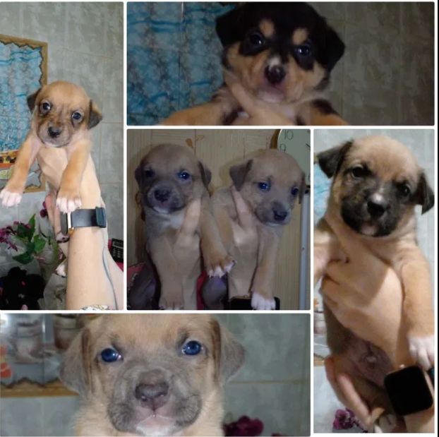 Цуценята піт-бультер'єра