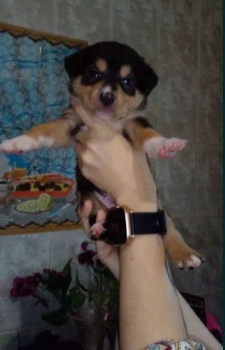 Цуценята піт-бультер'єра