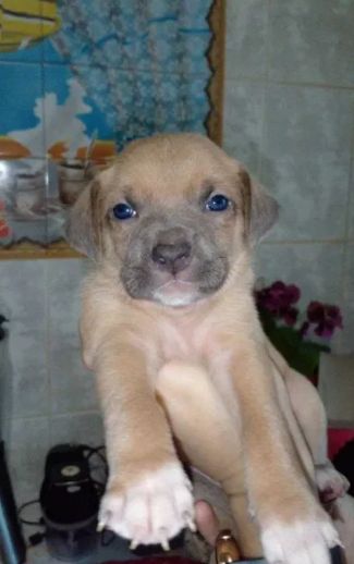 Цуценята піт-бультер'єра