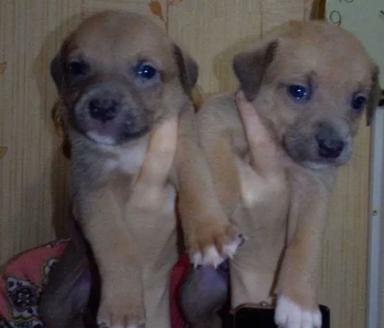 Цуценята піт-бультер'єра